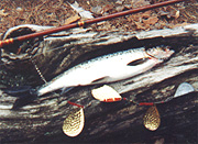 landlocked Salmon