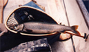 Lake Trout