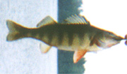 Yellow Perch